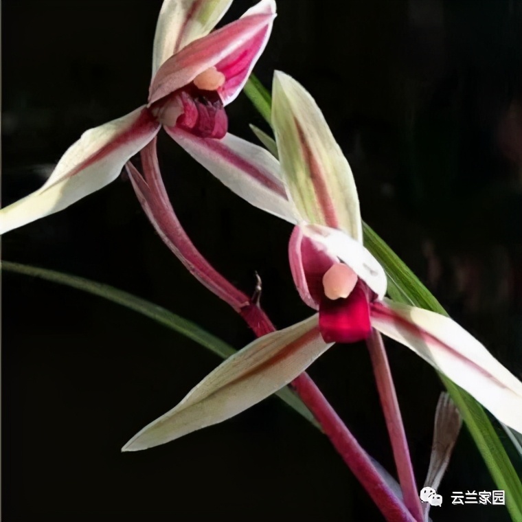 这5款红色的多肉好看好养到爆,五种最香的兰花品种