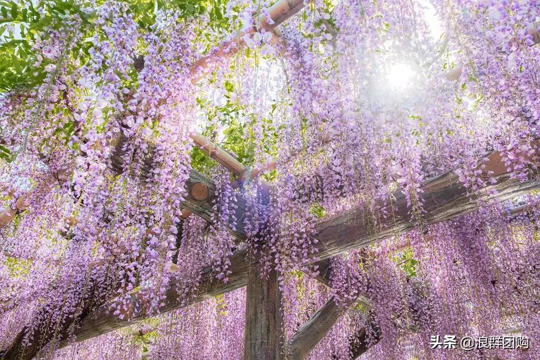 中式庭院藤类植物,枫树和紫藤