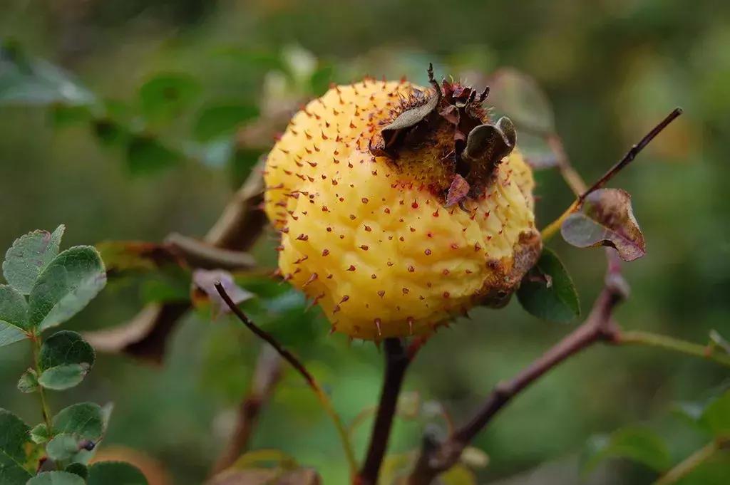 玫瑰和月季和蔷薇的区别图解,月季玫瑰蔷薇芍药牡丹的区别