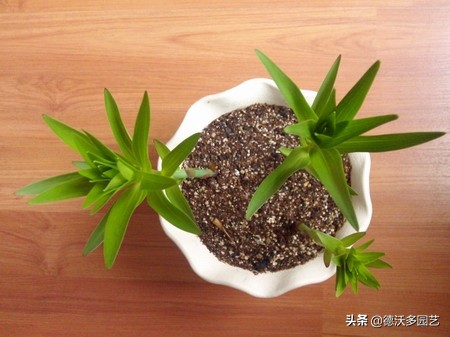 百合的种植方法和最佳时间,宜兴百合种植方法和注意事项