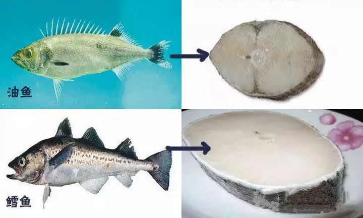 有人为河豚的鲜美献出生命,也有人为基佬快乐鱼的鲜嫩而痛湿*裤内**