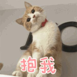 猫咪抓伤感染狂犬病几率,猫抓热是什么意思