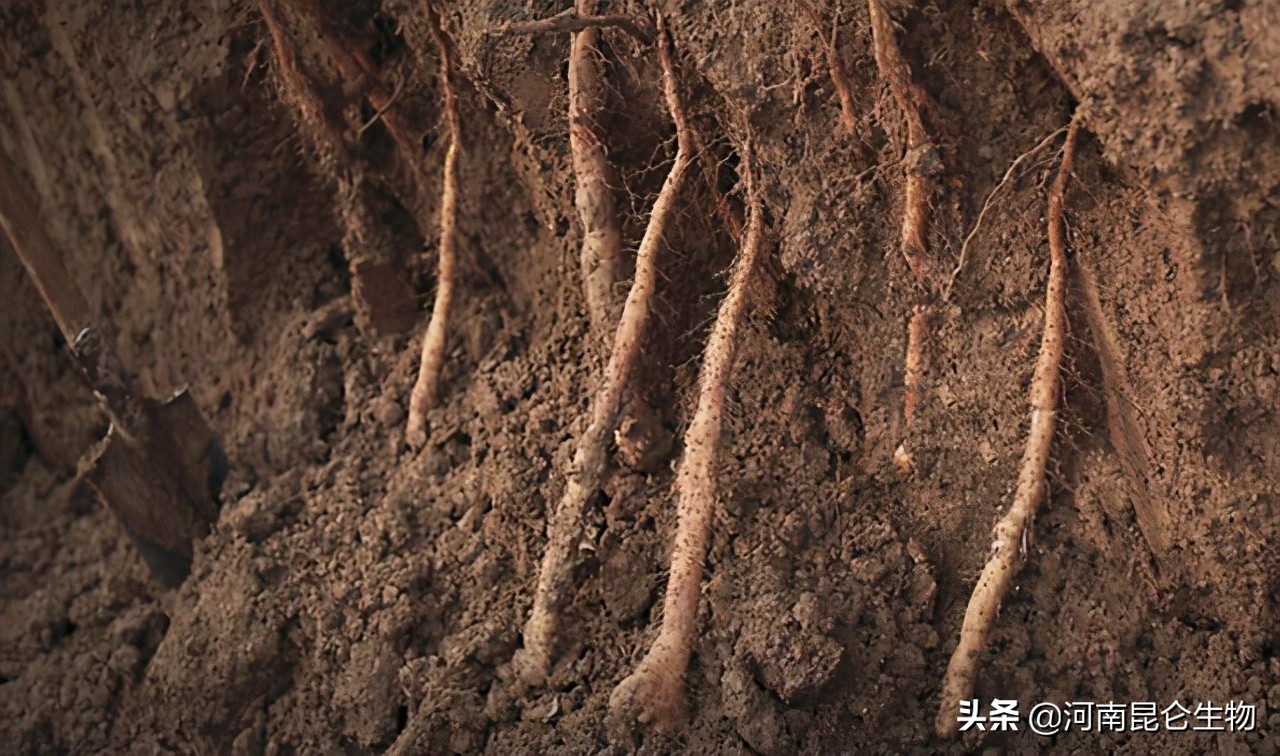 山药枯萎黄萎病怎么办？烂根病用什么药效果好？黄叶死苗怎样处理