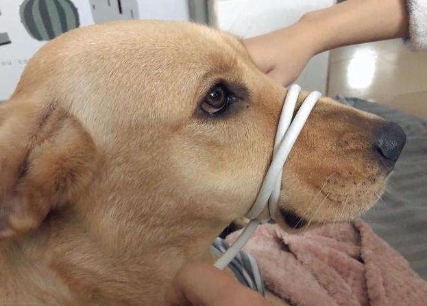 狗狗为什么知道主人对它好不好,狗狗的这几种行为最容易被误解