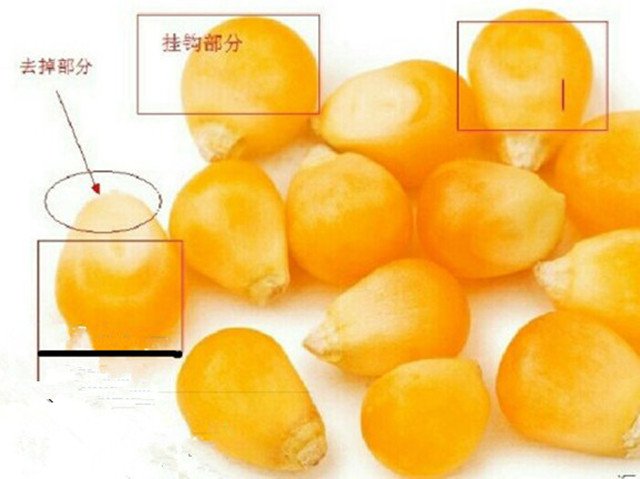 用玉米钓鱼最正确的挂钩方法,用玉米挂钩怎么才能钓到鱼