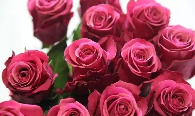 一万年一次的2020520;一起认识100种玫瑰~别送错啊