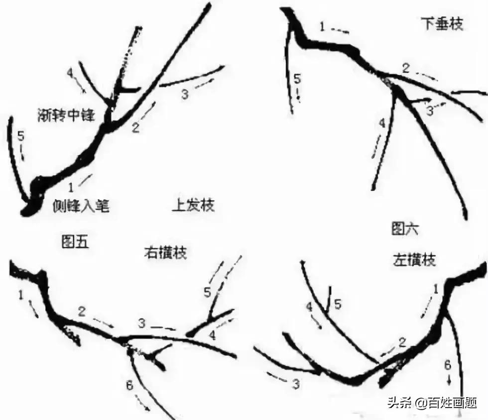 国画梅花画法视频,徐湛梅花画法教程