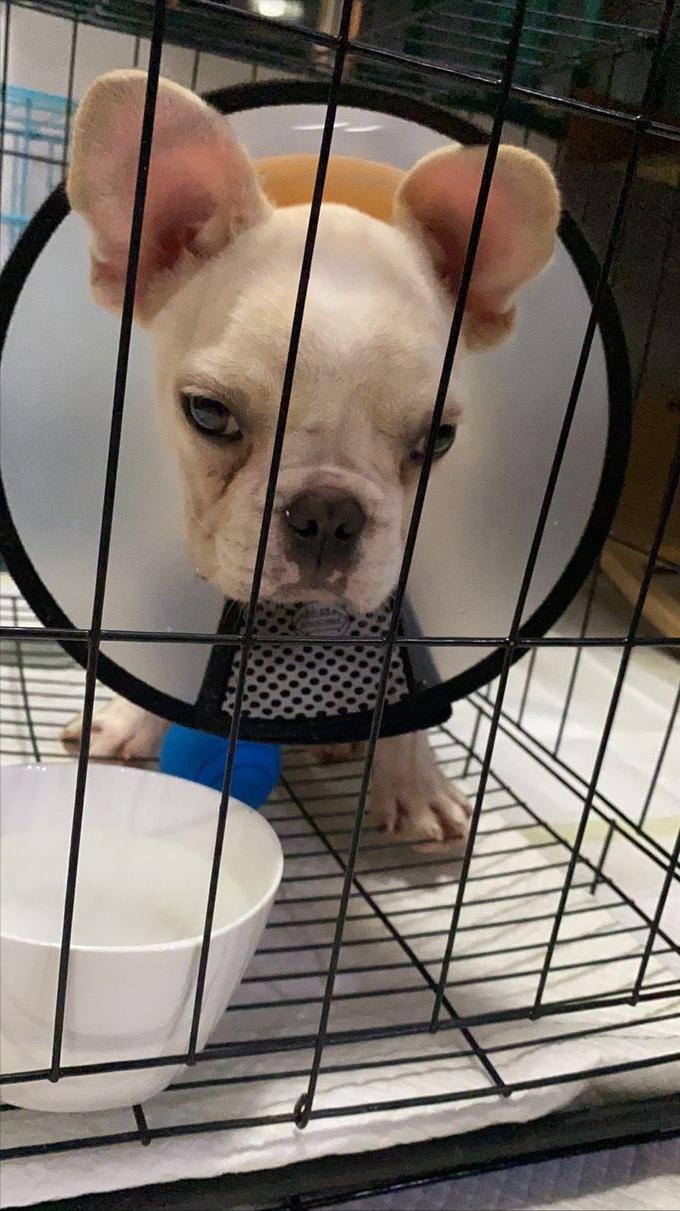 买一只小法斗多少钱,狗市买的小法斗