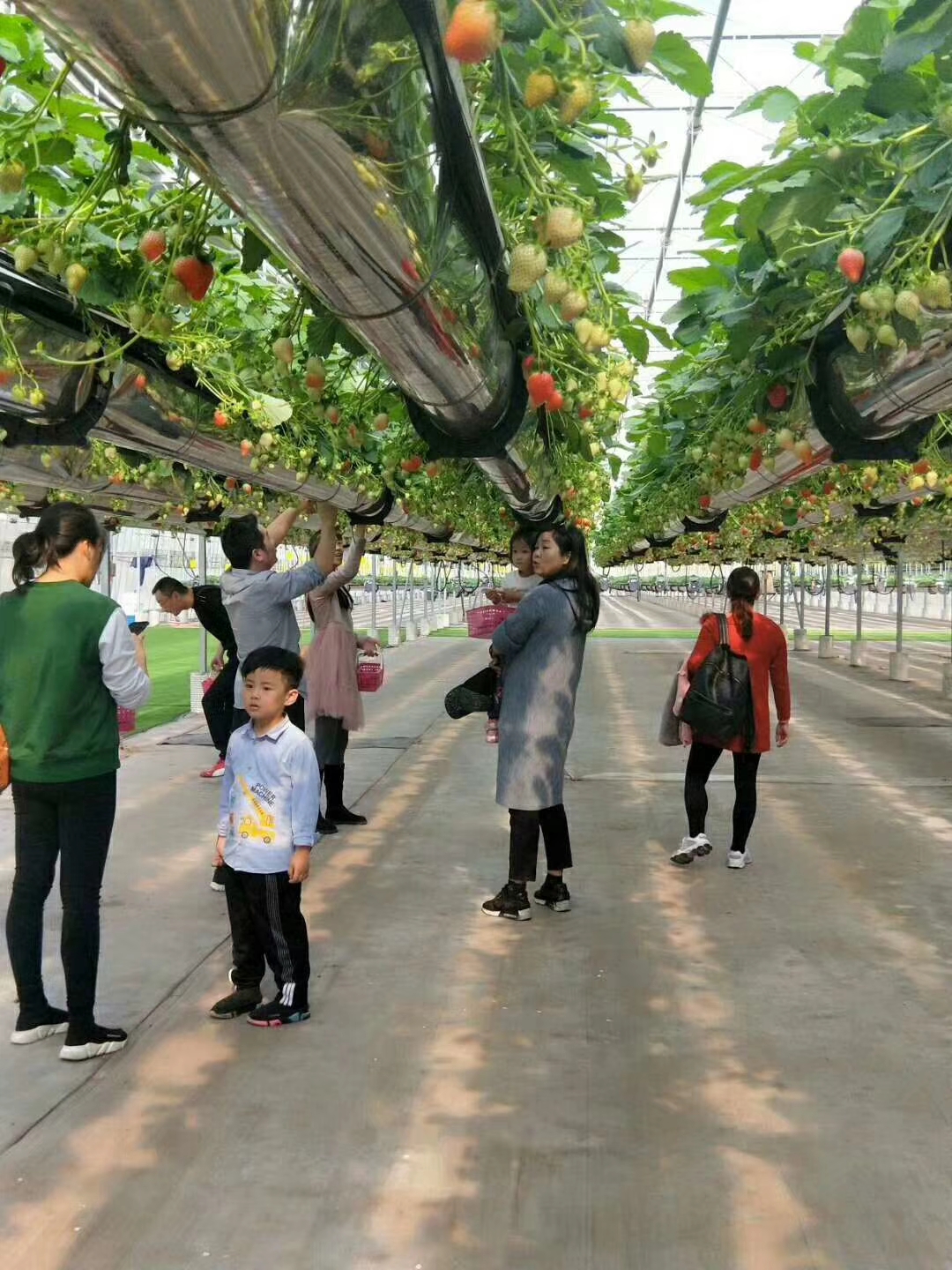 草莓立体栽培技术视频,草莓立体栽培的利与弊