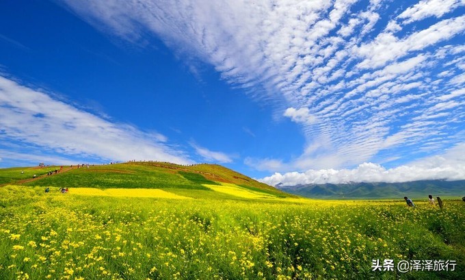 中国最美油菜花海汉中,中国最美油菜花海排名