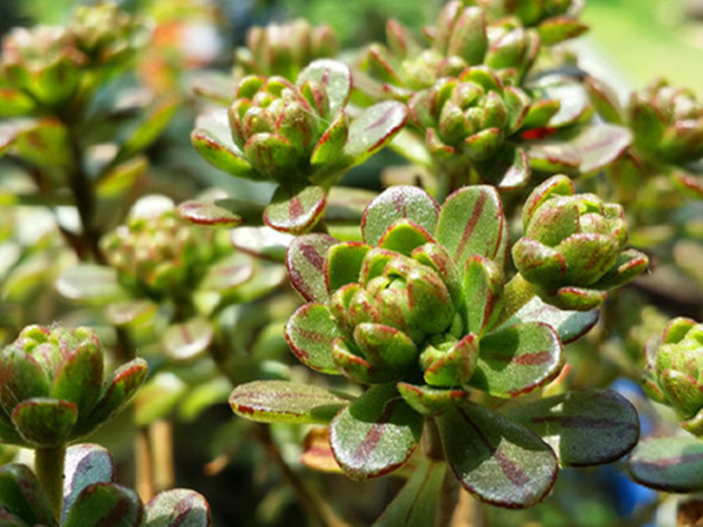 如果多肉里也有小人国，这种多肉会是其中一员，小巧可爱色彩迷人