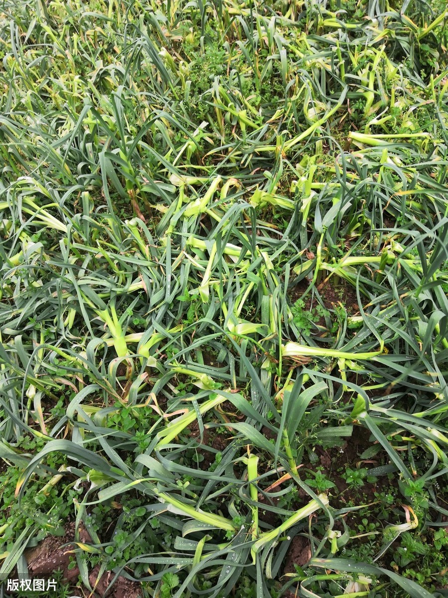 大蒜抽薹后有些植株自然倒伏，倒伏影响产量吗？需要人为干预吗？