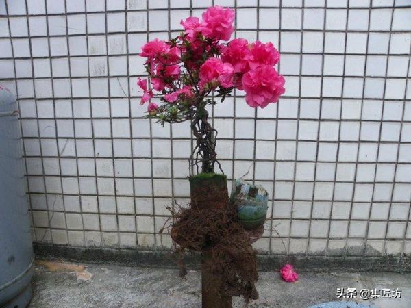 提根杜鹃盆景欣赏,杜鹃提根盆景浇水