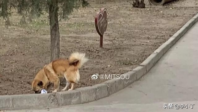 全网通缉的两条狗,全网通缉的狗