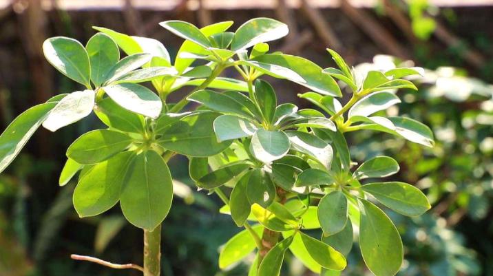 鸭掌木枯黄落叶怎么补救,鸭掌木怎么养枝繁叶茂告别黄叶
