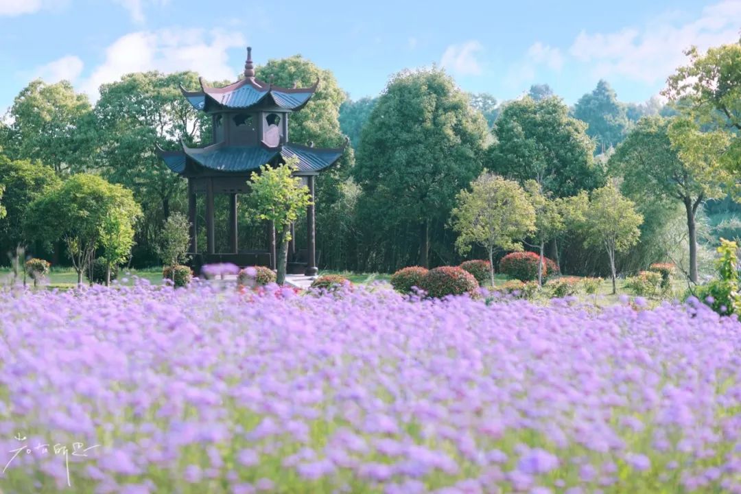 娌欏娴滈鏅尯鑺辨捣,娌欏娴滅殑绱壊鑺辨捣