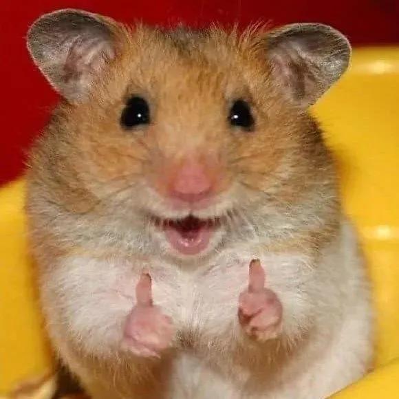 鼠年最稀有的老鼠,鼠年各种耗子大全