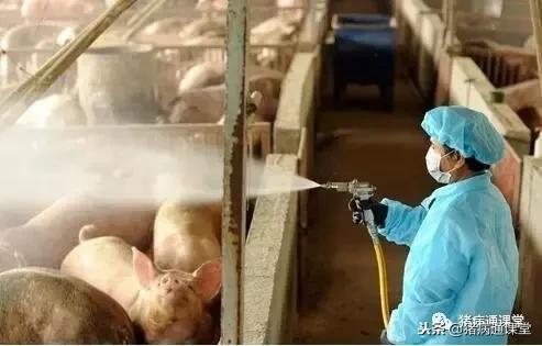 保育仔猪的饲养方法和技巧,保育仔猪的饲养管理