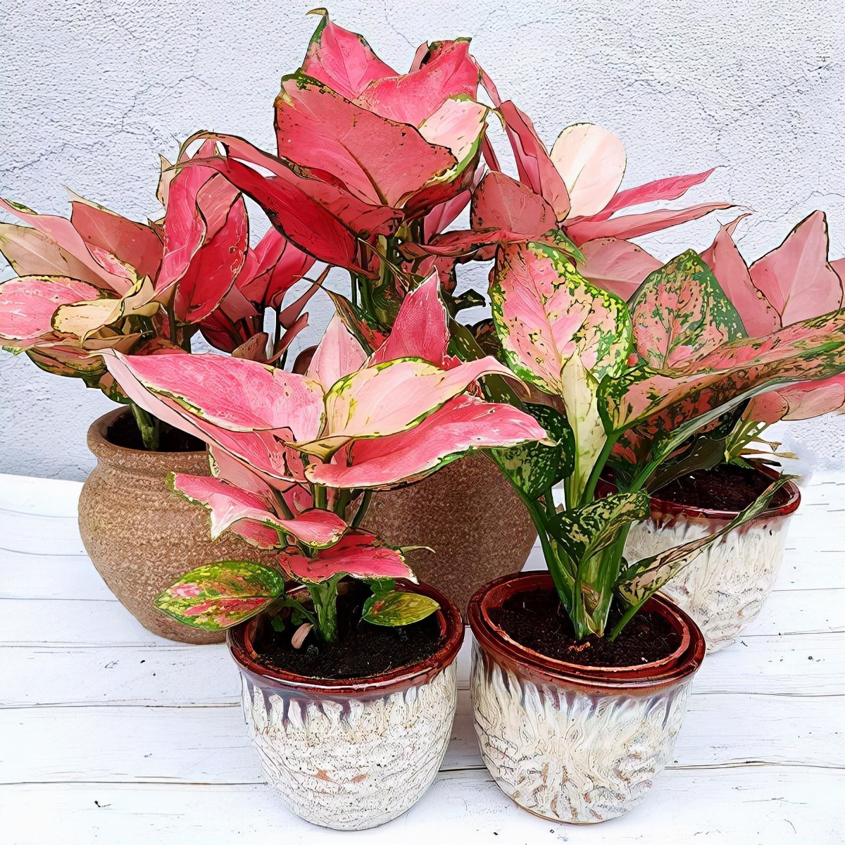 好看又好养的盆花,人养花也养人