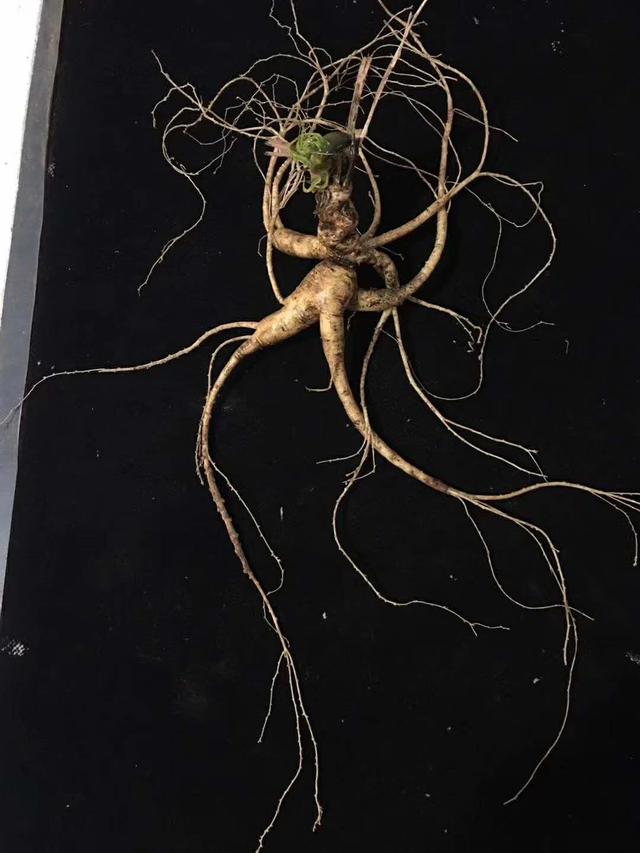 想买些人参建议有哪些,买干货应注意什么