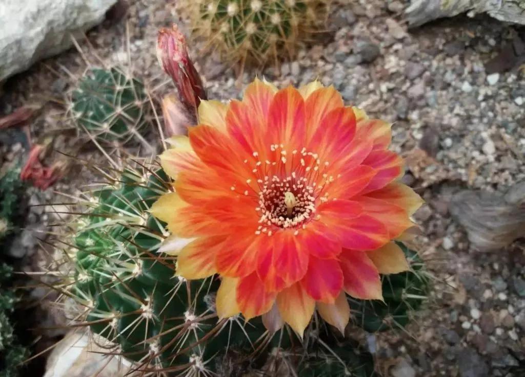 100种仙人球花图片,100种仙人球的品种视频