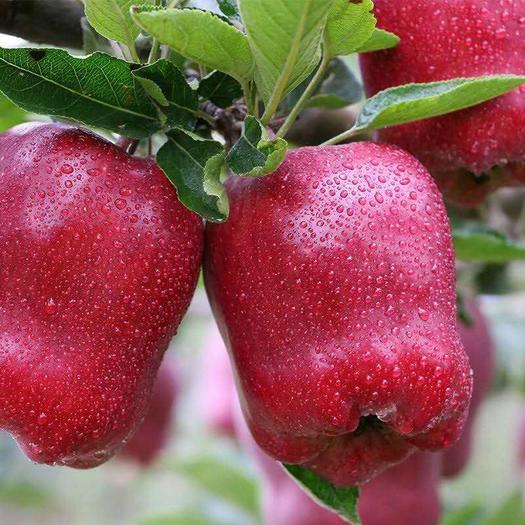 中国哪个地区的苹果最甜最好吃,中国哪里的苹果最好吃