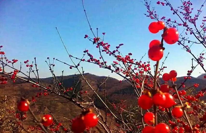 植物百科知识大全儿童,植物百科app