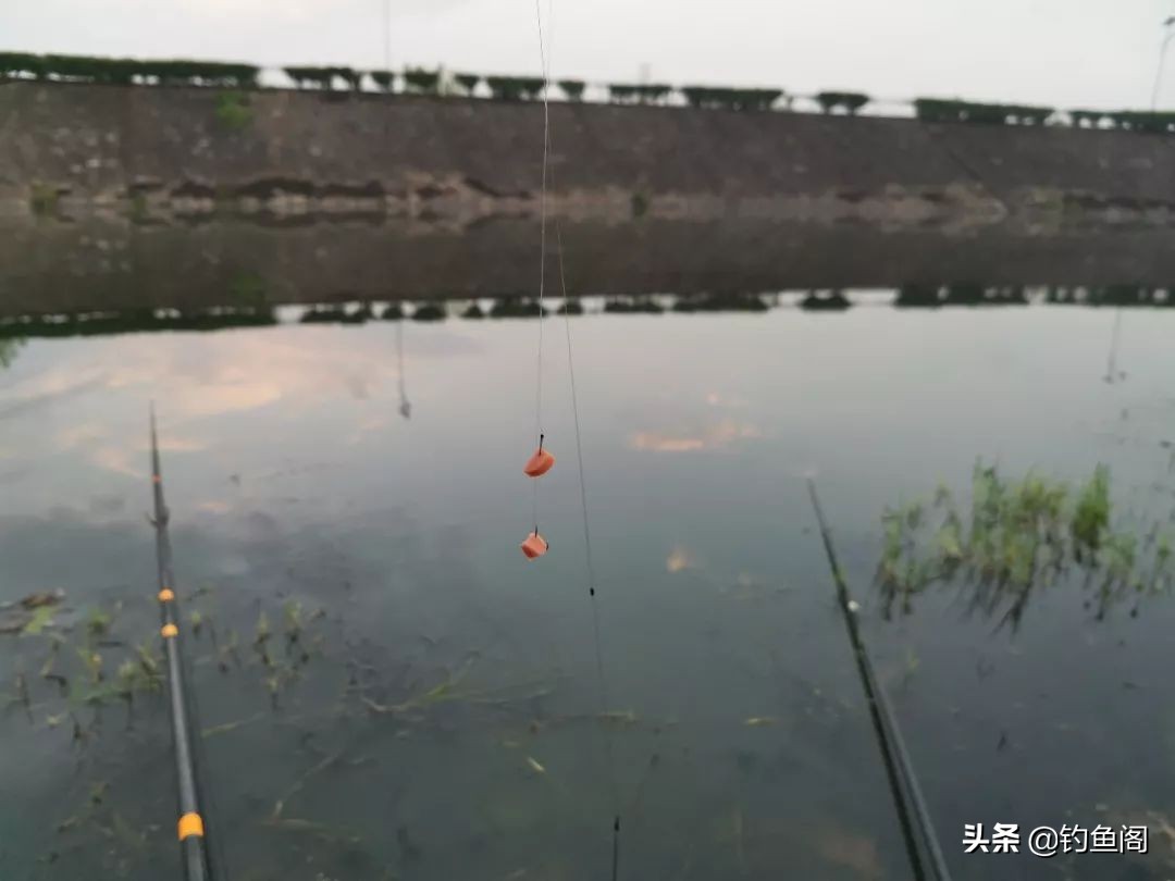 为什么火腿肠钓鱼好,火腿肠真的可以钓鱼吗