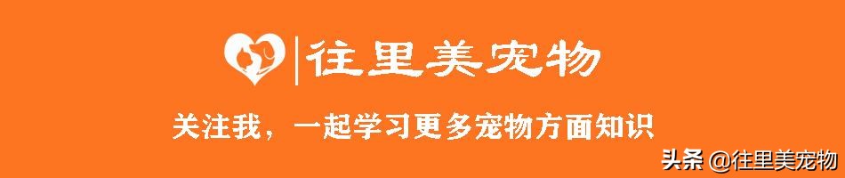 犬舍怎么挑选金毛狗狗呢,金毛宠物怎么样养活