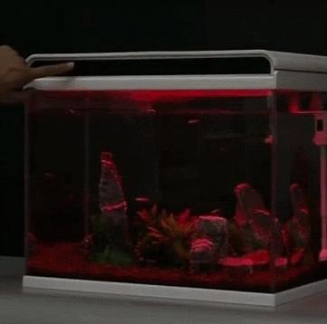 小米超白鱼缸带水草,超白玻璃鱼缸小米