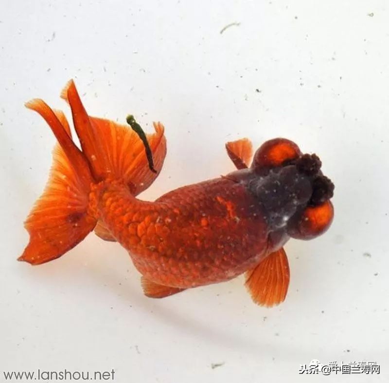 十大最稀有的金鱼品种,比较大的金鱼品种有哪些