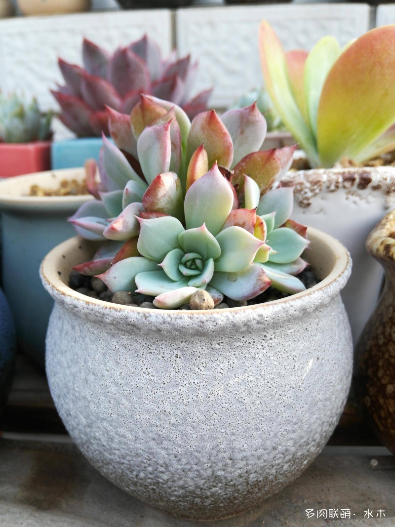 这才是多肉夏天该有的样子,多肉短期内颜值最高的时刻