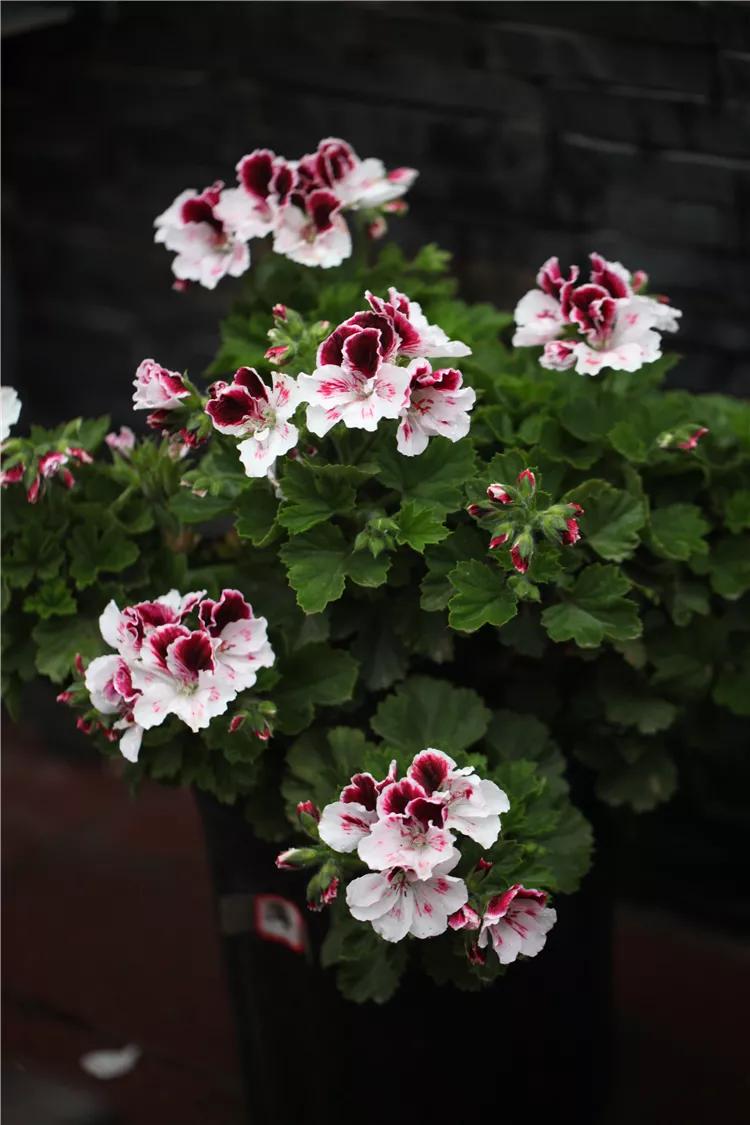 10种天竺葵,天竺葵100种图片大全