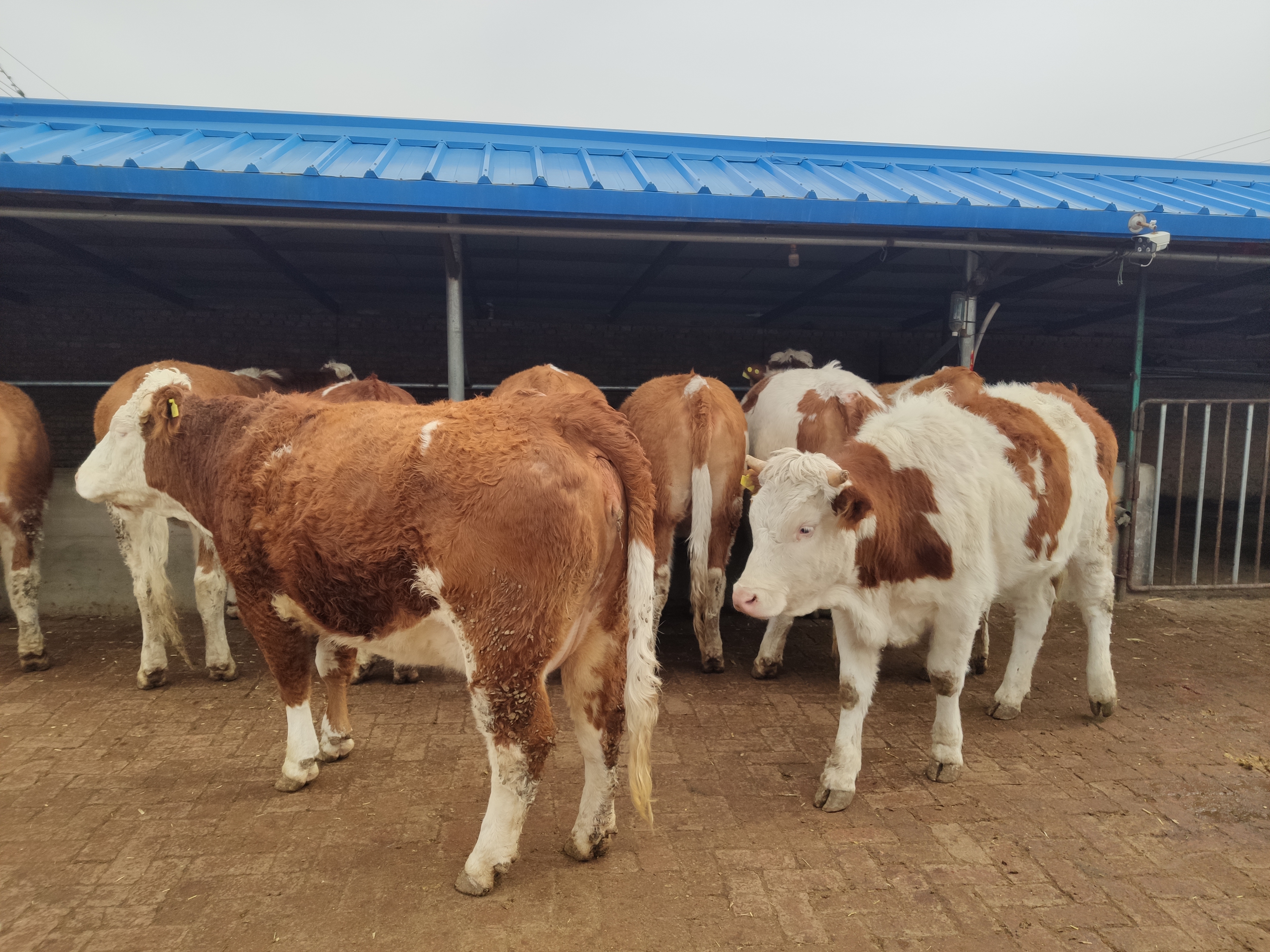 养基础母牛应该注意什么,养牛人最关心的问题是什么