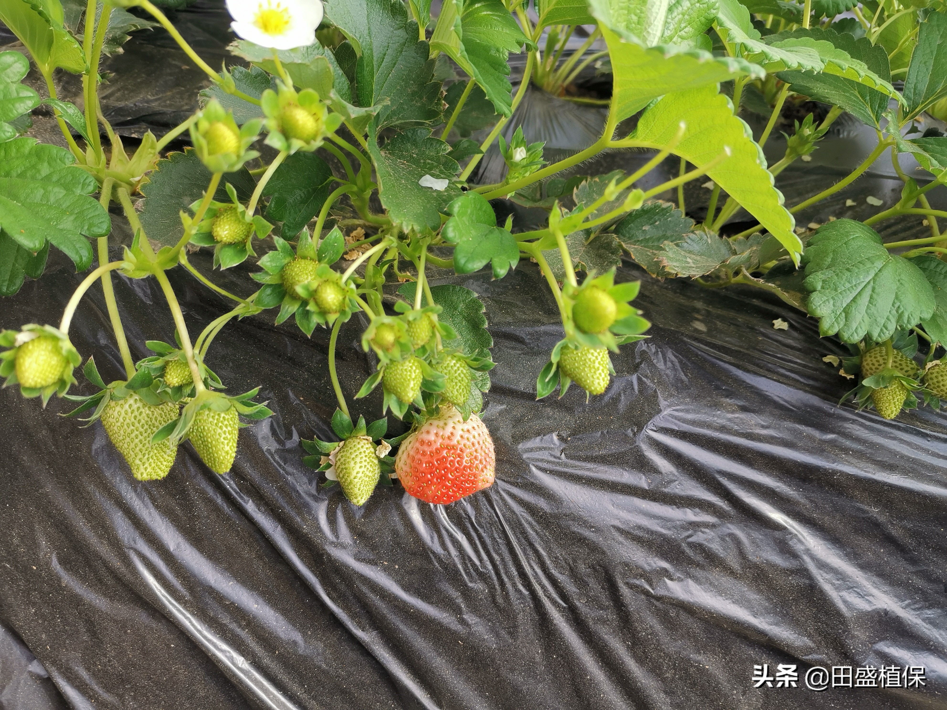 草莓种植离不开精准科学管理,草莓优质高产种植方案之病虫害