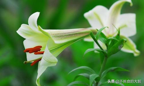 哪些鲜花可以食用,可以吃的鲜花有哪些