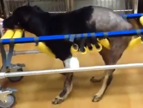 小黑被撞瘫家门前哀号还遭痛殴刺伤　　前饲主：没钱医