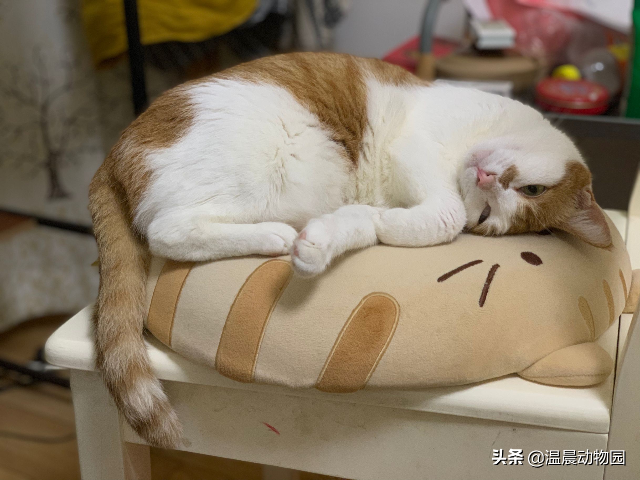 猫咪不让同类靠近,猫咪不让亲近是什么意思