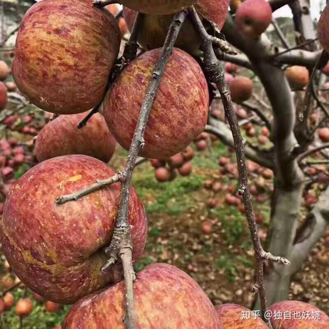 网上购买水果哪个平台最好,水果网上购买