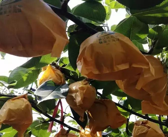 秋季润喉吃哪种梨比较好吃,秋燥吃什么梨最好吃