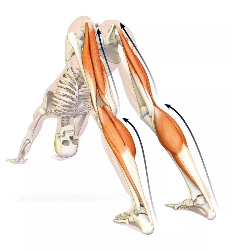 瑜伽下犬式正确教学视频,瑜伽下犬式的正确做法