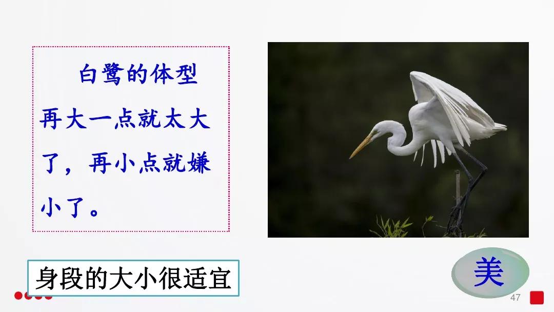 五年级部编版语文白鹭讲课视频,部编小学语文五年级上册白鹭课件