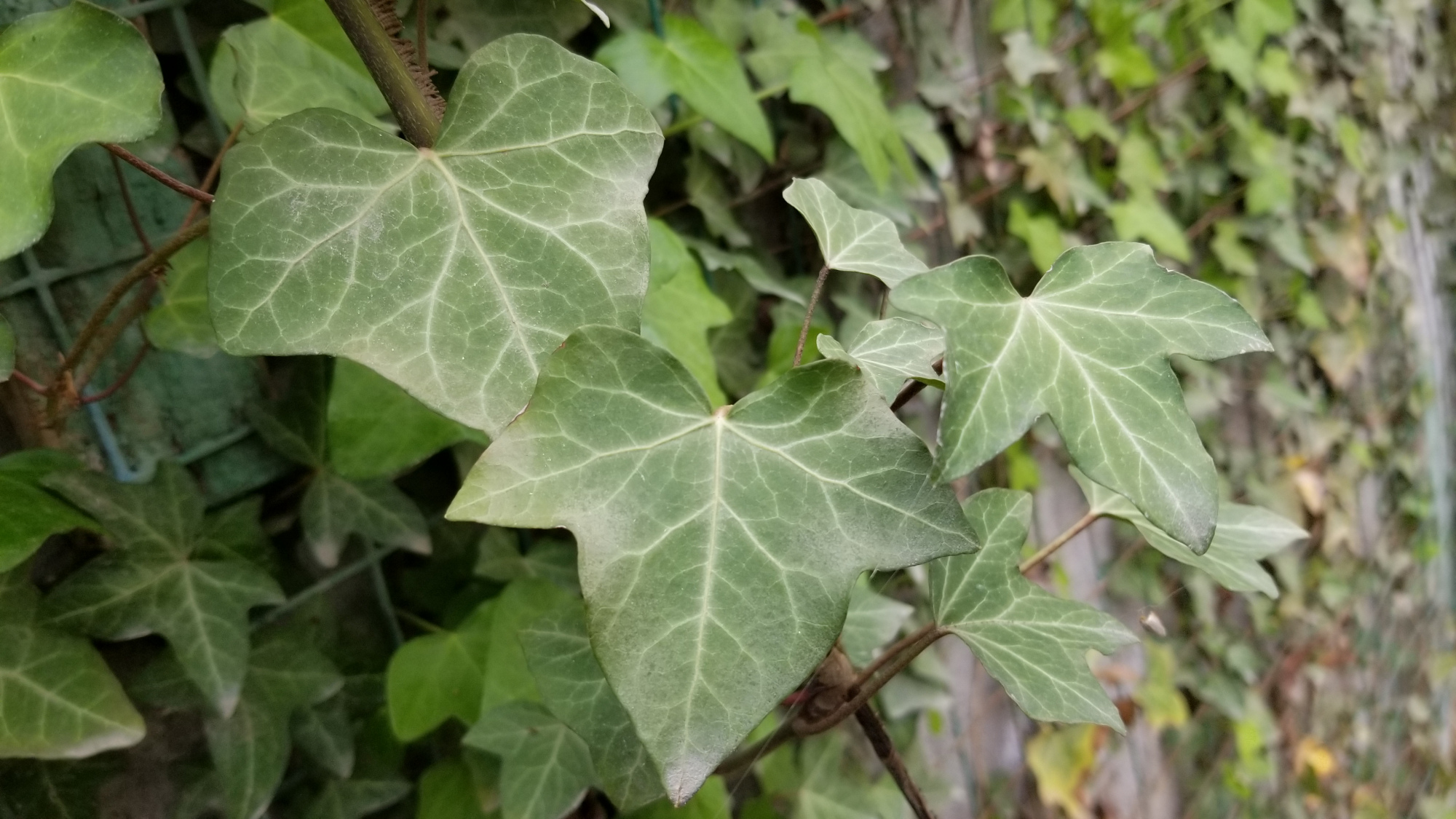 常青藤和常春藤是一种植物吗,常春藤是四季常青植物吗