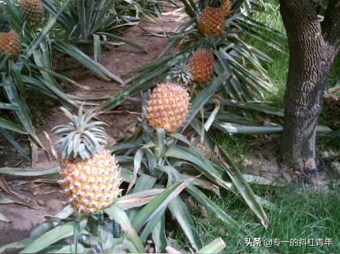 榴莲和菠萝蜜长什么样,榴莲菠萝蜜生长过程