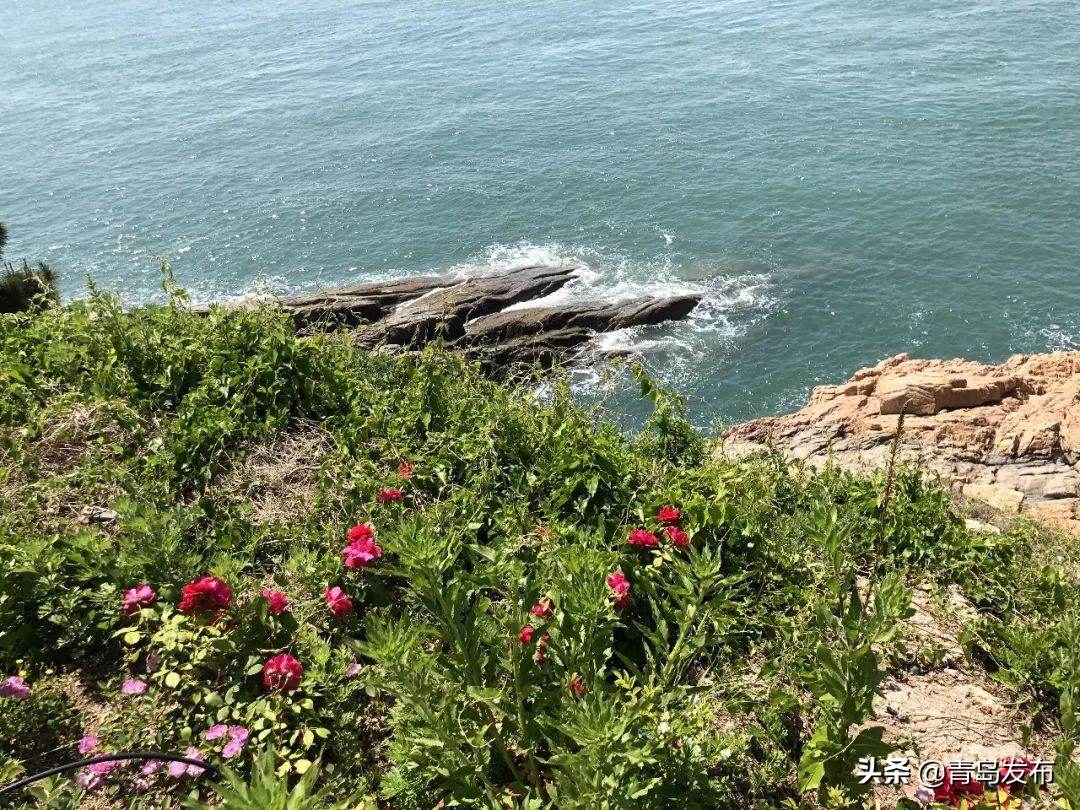 小麦岛风景青岛,小麦岛公园不一样的风景