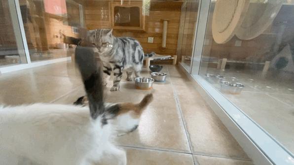 团宠猫咪的性格,小猫有多抗打