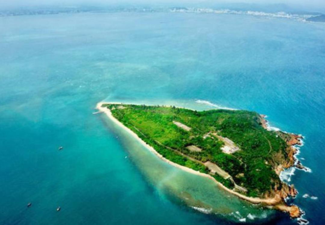 西沙东岛野牛群是从哪里来的,西沙东岛有多少野牛