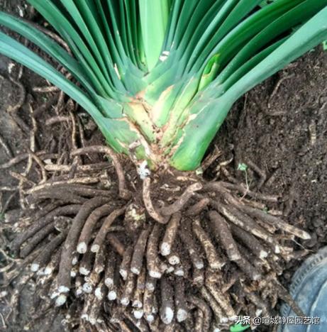 君子兰移盆时间和方法,君子兰上盆后多久开始进入生长期