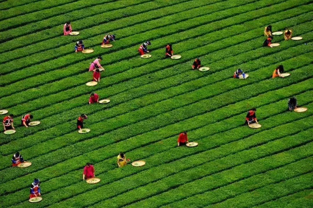 中国五大茶旅胜地,中国十大茶旅城市有哪些