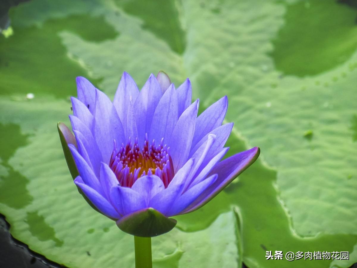 盆养睡莲几天换一次水,怎样养好室内睡莲